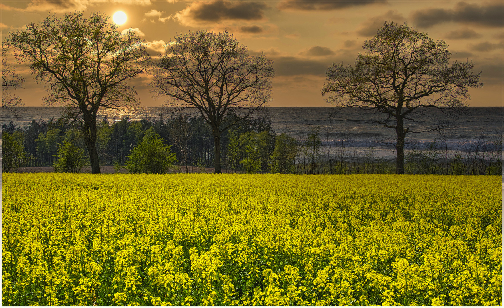 Habe mein Rapsfeld ans Meer verlegt