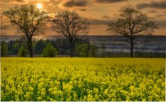 Habe mein Rapsfeld ans Meer verlegt