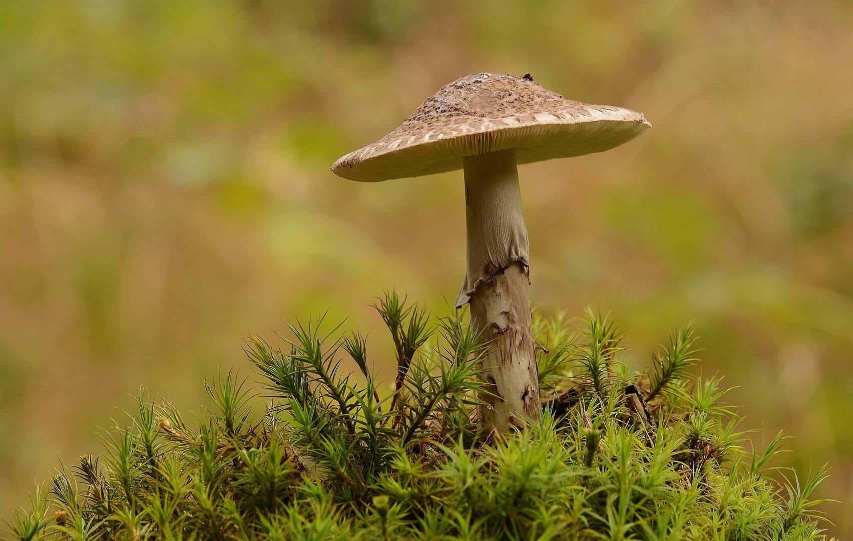 Habe mich da auch mal fotografisch an die Pilze gewagt !