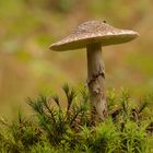 Habe mich da auch mal fotografisch an die Pilze gewagt !