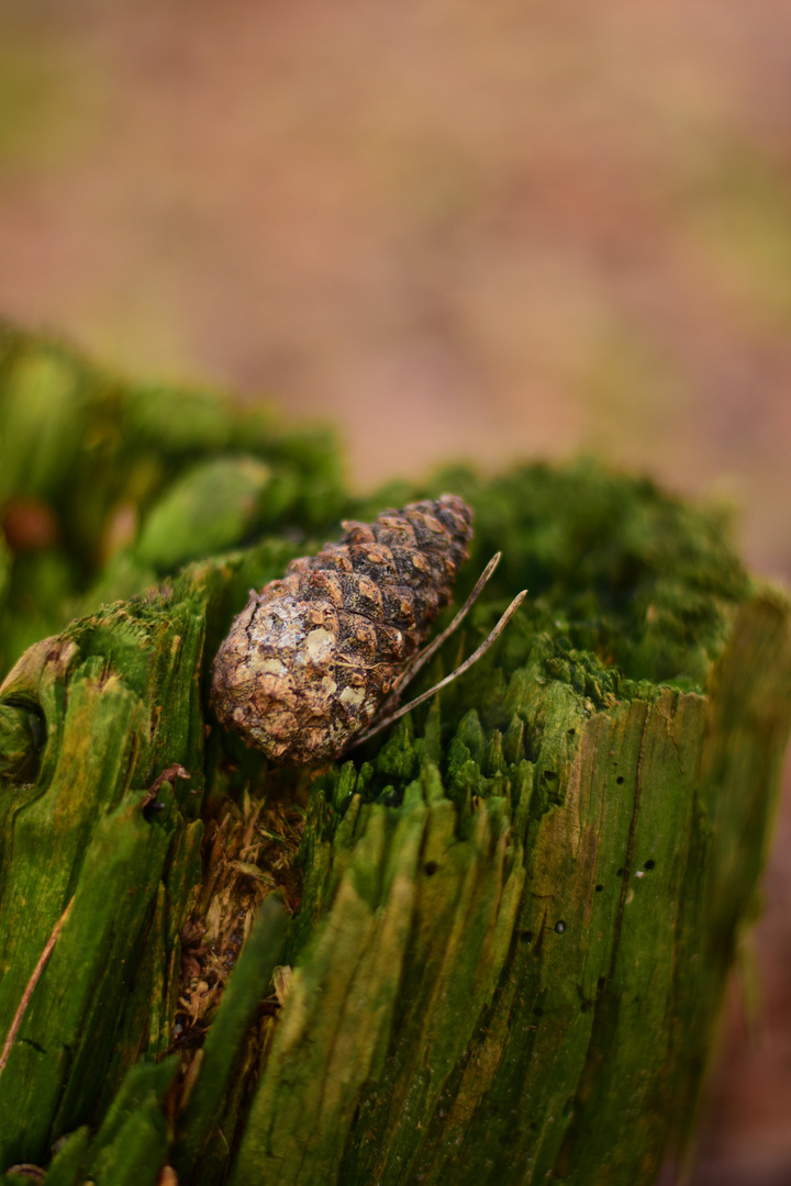 Habe Mich Nochmal An Der Neuen 50mm Festbrennweite Probiert Foto Bild Nikon Wald Natur Bilder Auf Fotocommunity
