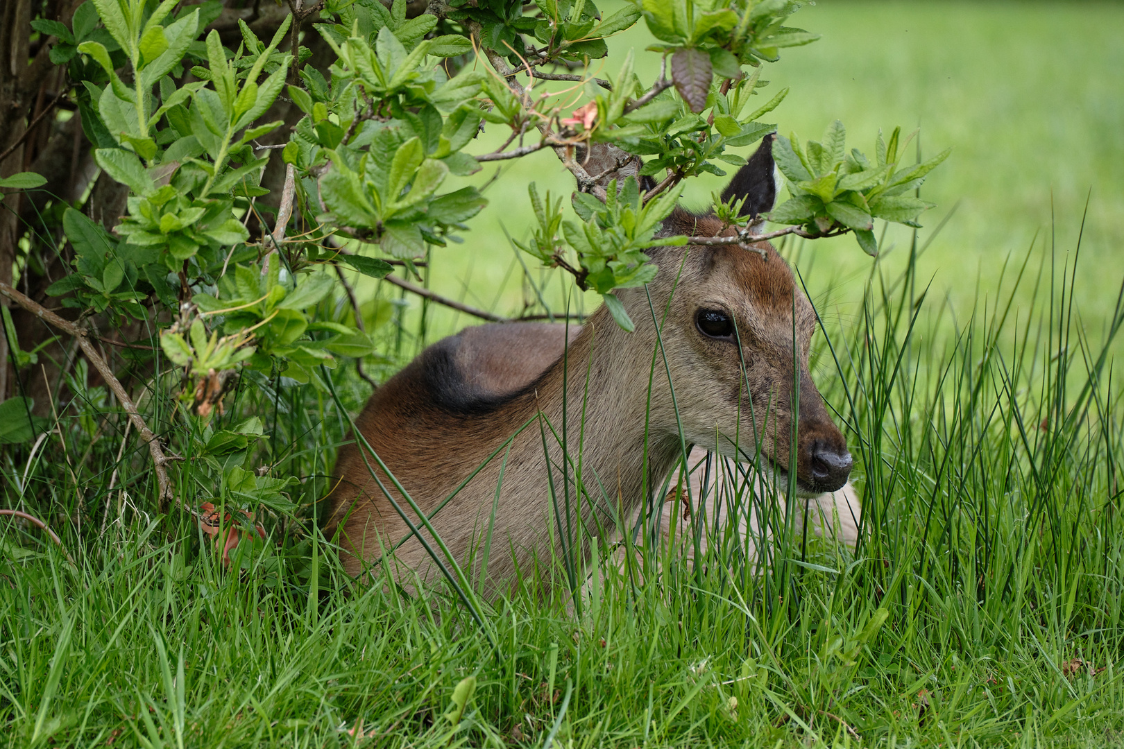 habe mich (schlecht) versteckt ...