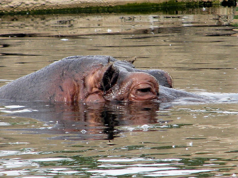 Habe Sonntag mal einen tag im Erlebniszoo Gelsenkirchen verbracht,natürlich mit Kamera