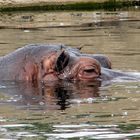 Habe Sonntag mal einen tag im Erlebniszoo Gelsenkirchen verbracht,natürlich mit Kamera