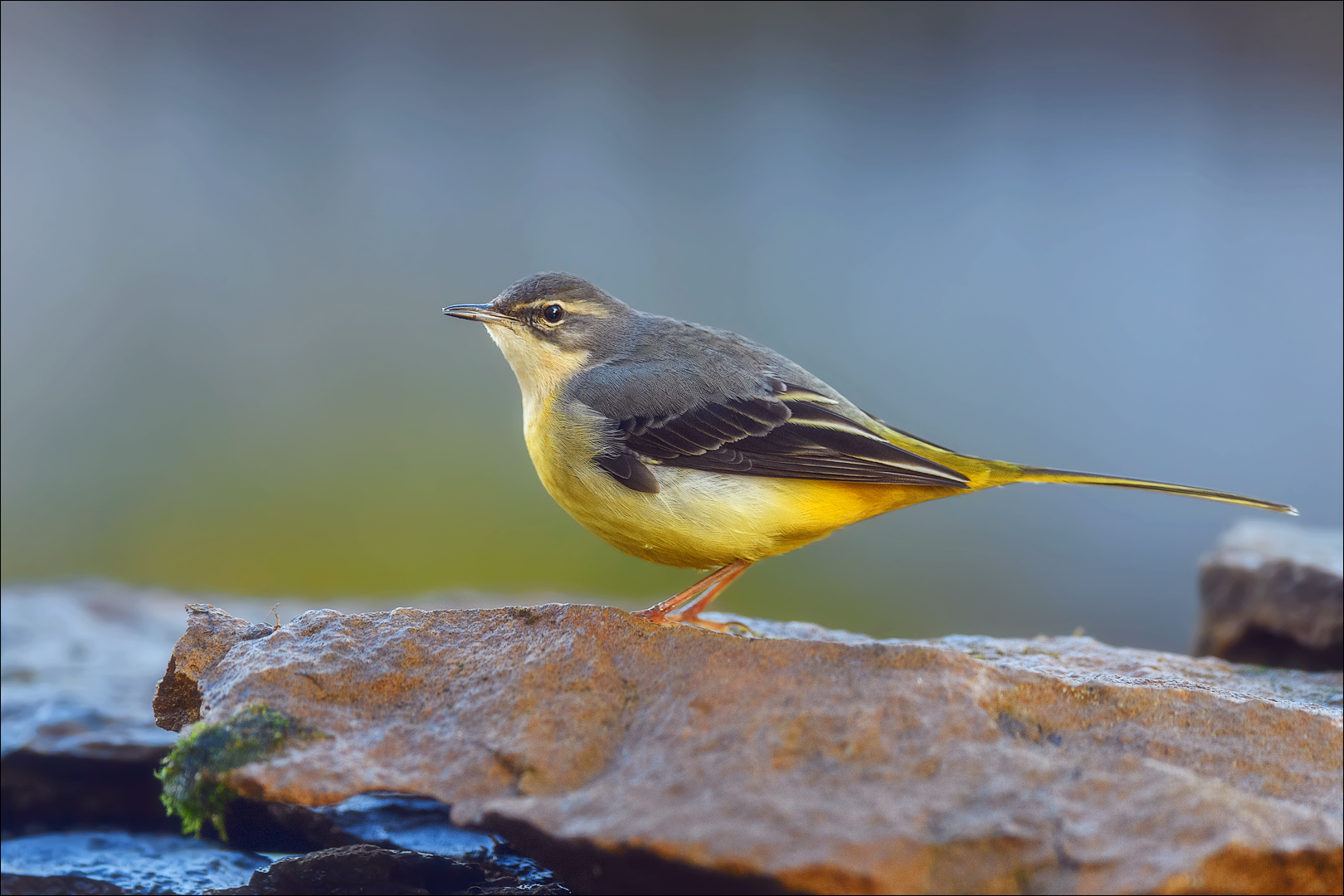 Habe zur Zeit eine Gebirgsstelze im Garten