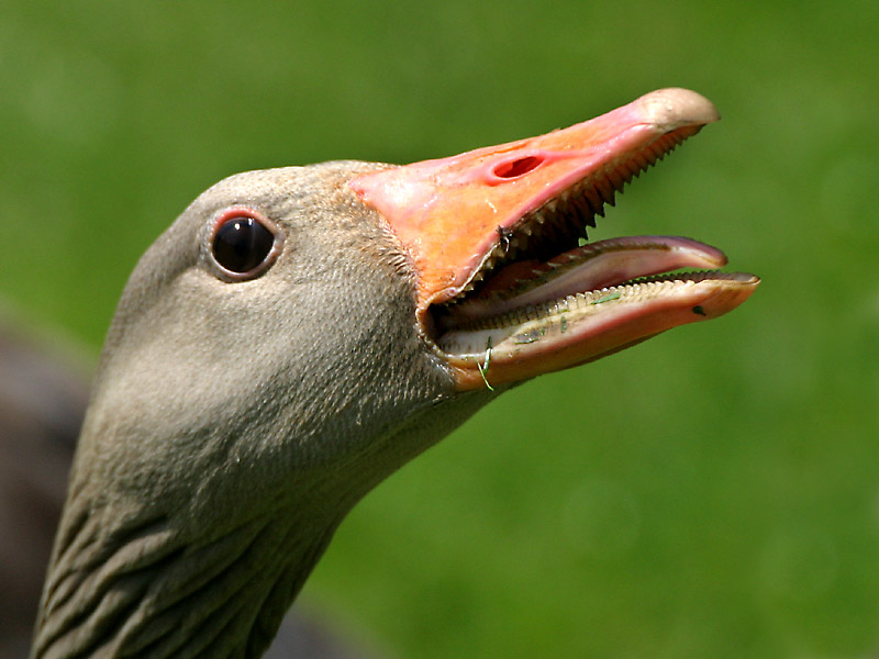 Haben Gänse Zähne AUF der Zunge?