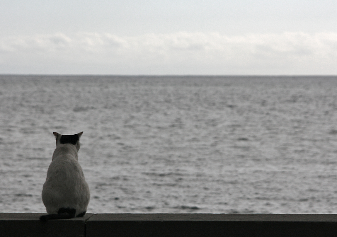 Haben Katzen eigentlich auch Sehnsucht...?