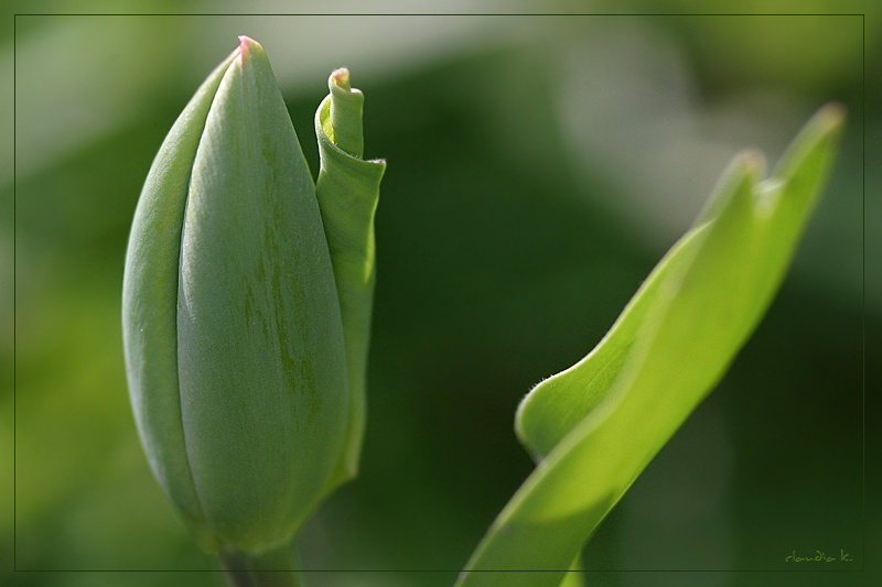 Haben Tulpen Frühlingsgefühle ? ;-)