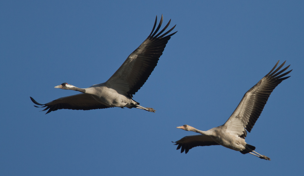 Haben Vögel eigentlich Spiegelneurone ?