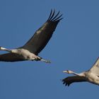 Haben Vögel eigentlich Spiegelneurone ?