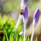 Haben wir Frühling oder Winter?