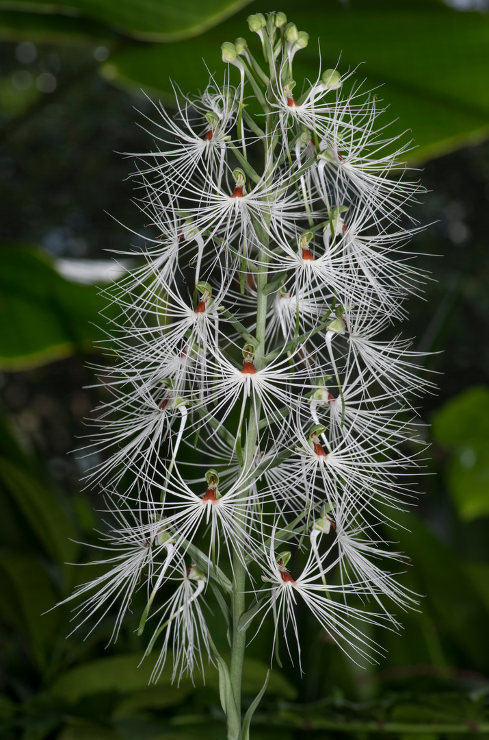 Habenaria medusa