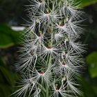 Habenaria medusa