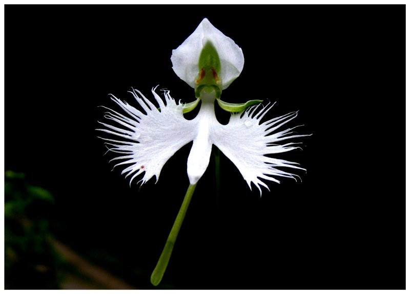 Habenaria radiata