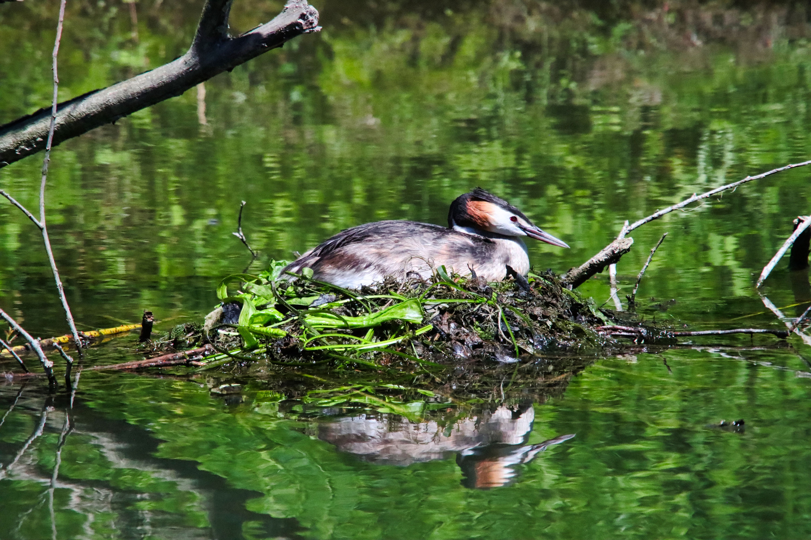 Habentaucher an der Lippe