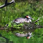 Habentaucher an der Lippe