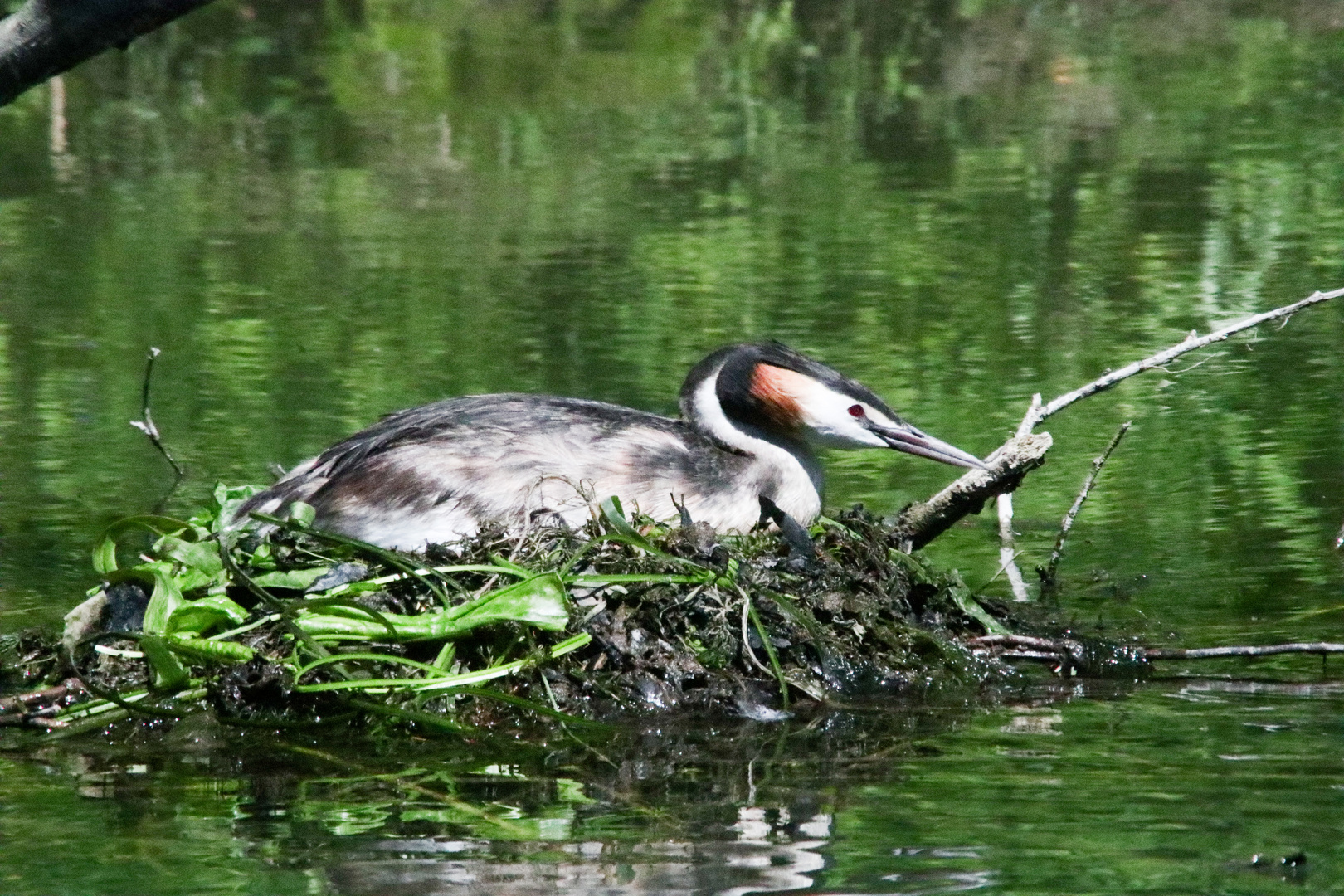 Habentaucher an der Lippe