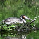 Habentaucher an der Lippe