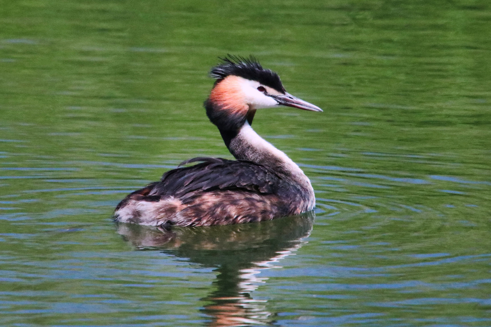 Habentaucher an der Lippe