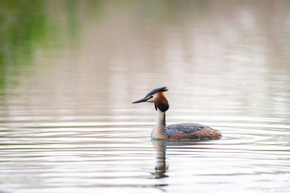 Habentaucher auf dem Wasser