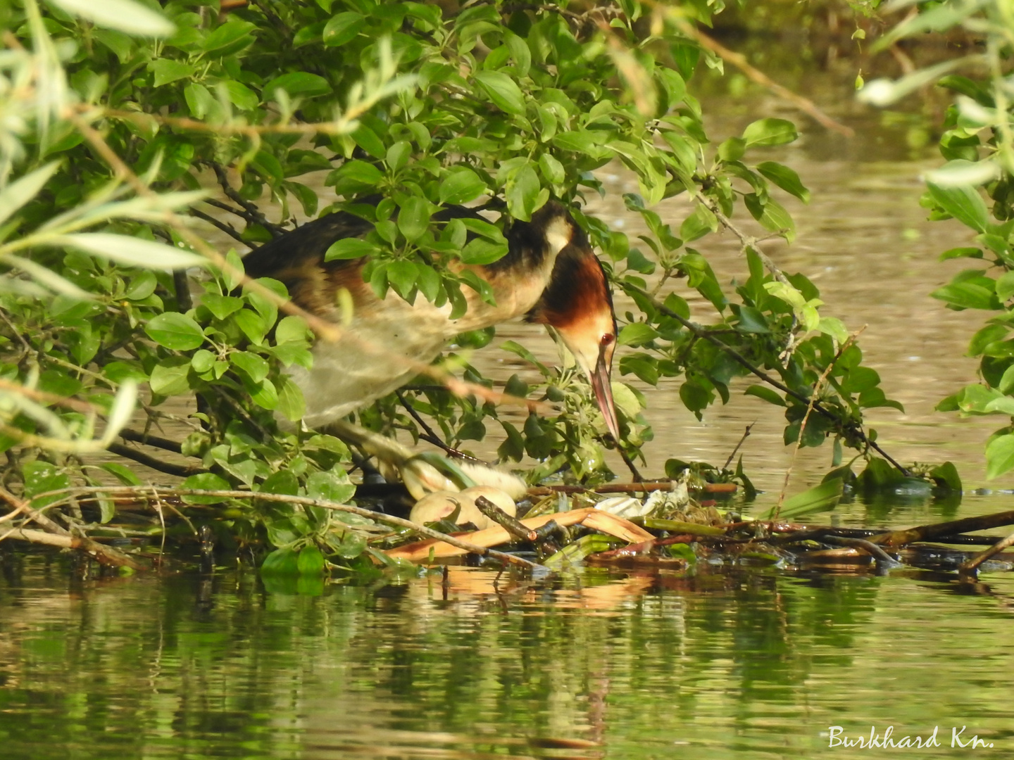 Habentaucher Nest Jungtiere