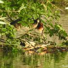 Habentaucher Nest Jungtiere