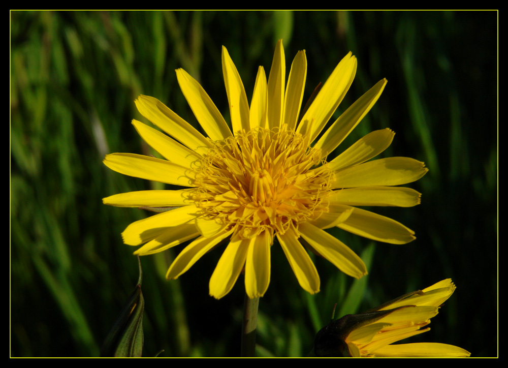 Habermark oder Wiesenbocksbart