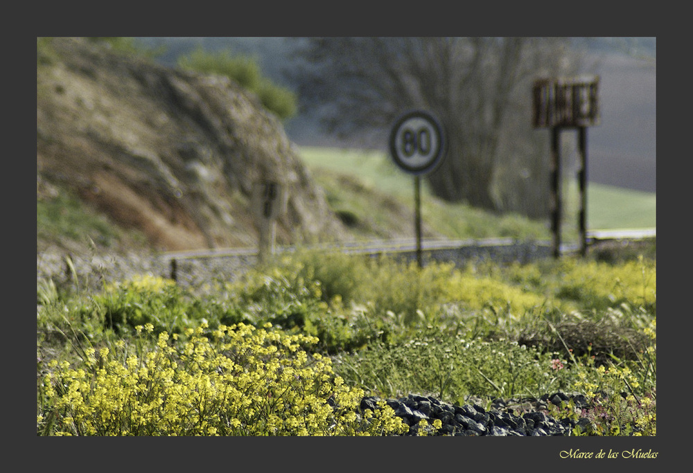 ...habia flores amarillas...