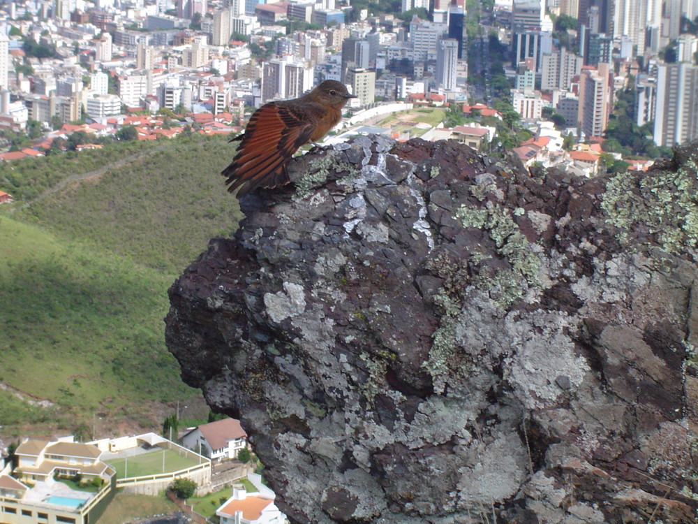 Habiante da Serra do Curral em Belo Horizont -MG