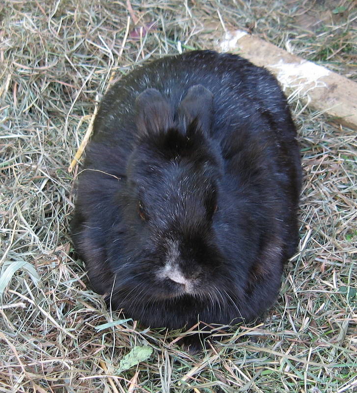 Habiba ist ein böser Hase :( ok Kaninchen....