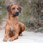 Habibah - Rhodesian Ridgeback - 3 Jahre