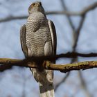 Habicht 2 (Accipiter gentilis) ... 