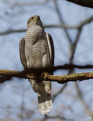 Habicht 2 (Accipiter gentilis) ... 