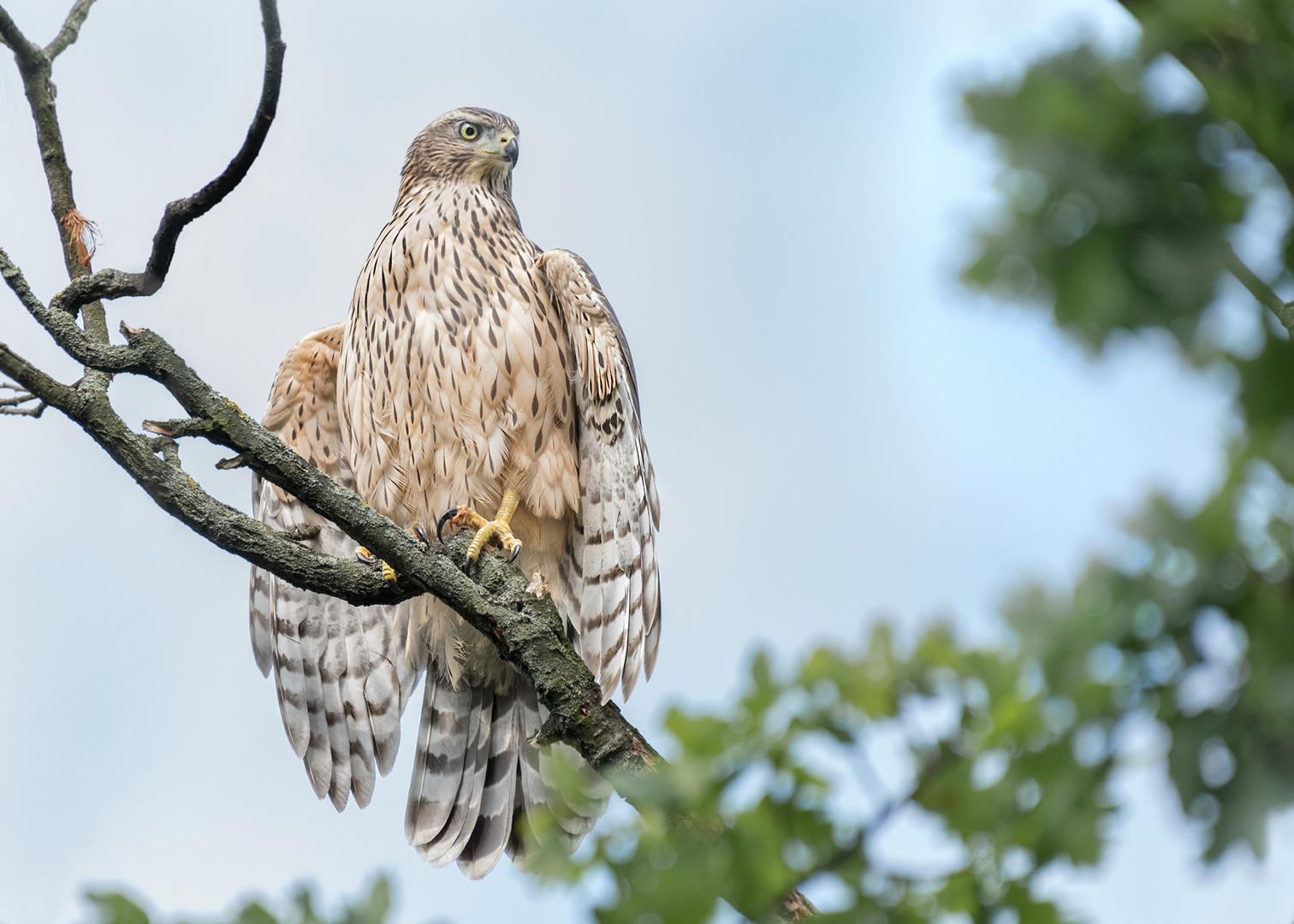 Habicht (Accipiter gentilis)