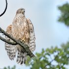 Habicht (Accipiter gentilis)