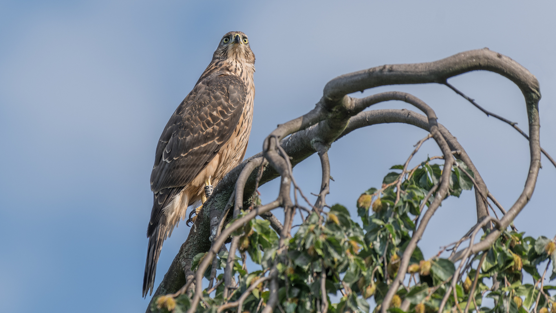 Habicht (Accipiter gentilis)