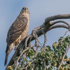 Habicht (Accipiter gentilis)