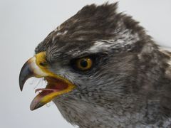 Habicht - Accipiter gentilis