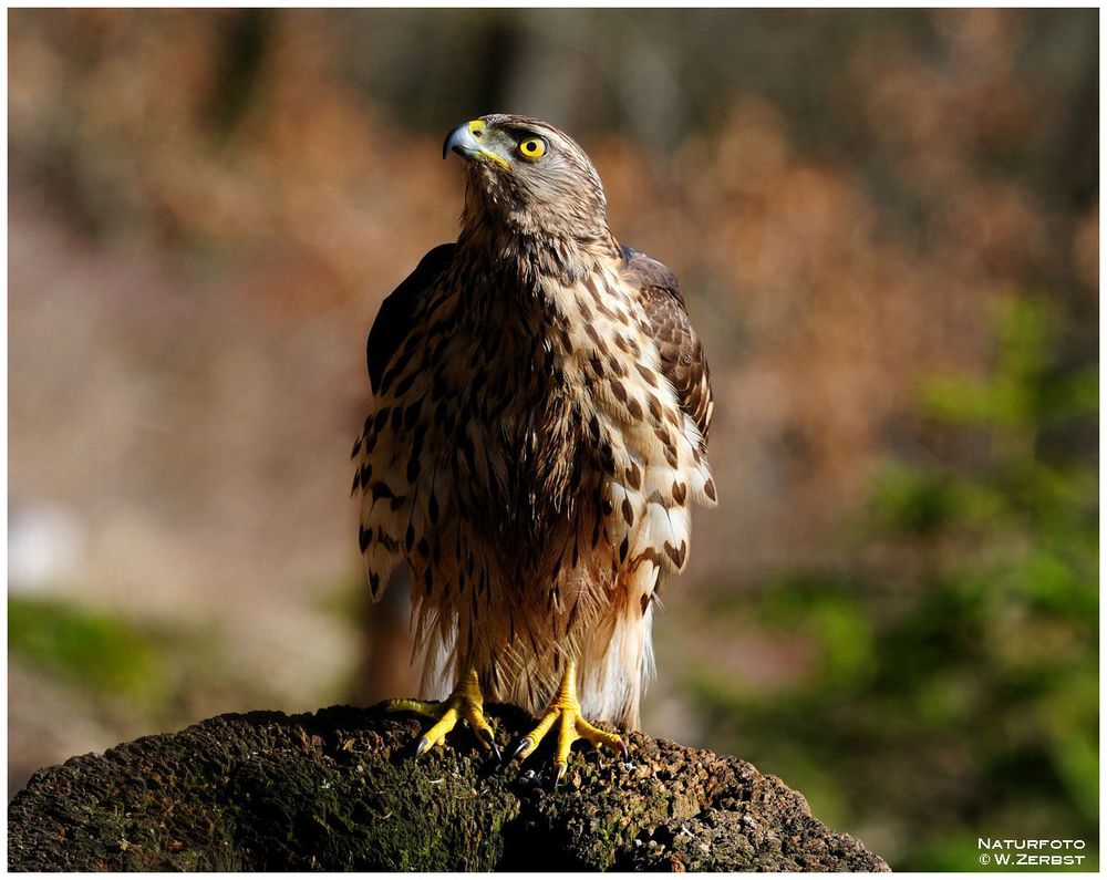 - Habicht - ( Accipiter gentilis)