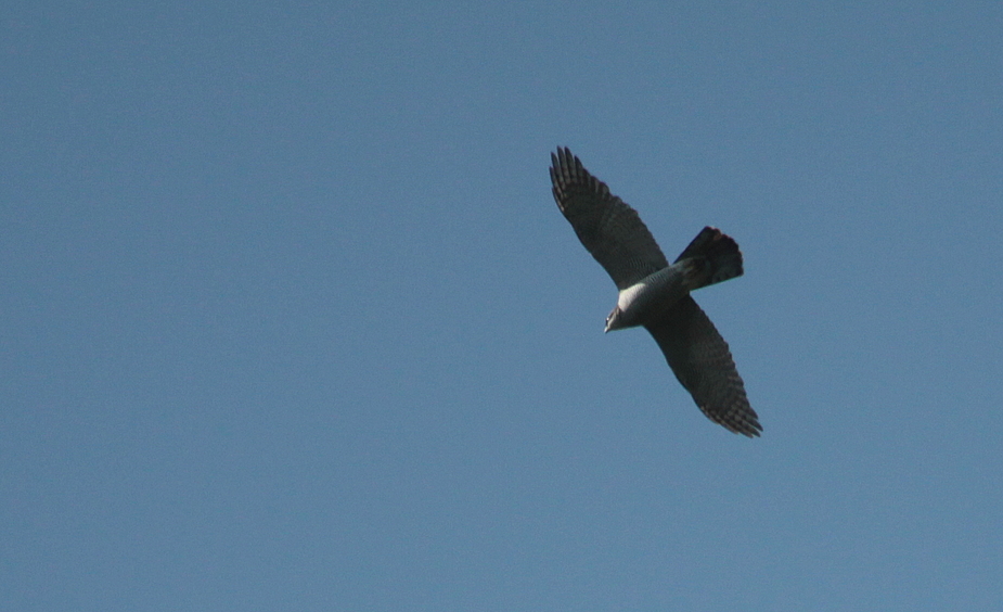 Habicht (Accipiter gentilis) (2)