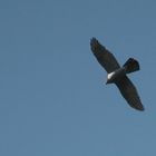 Habicht (Accipiter gentilis) (2)