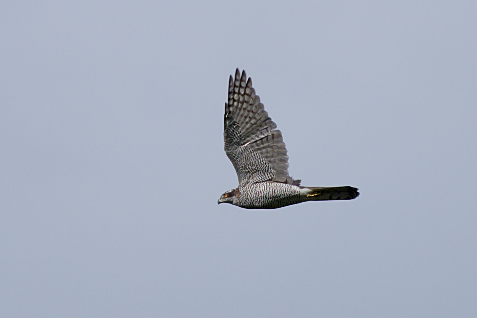 Habicht (Accipiter gentilis)