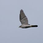 Habicht (Accipiter gentilis)