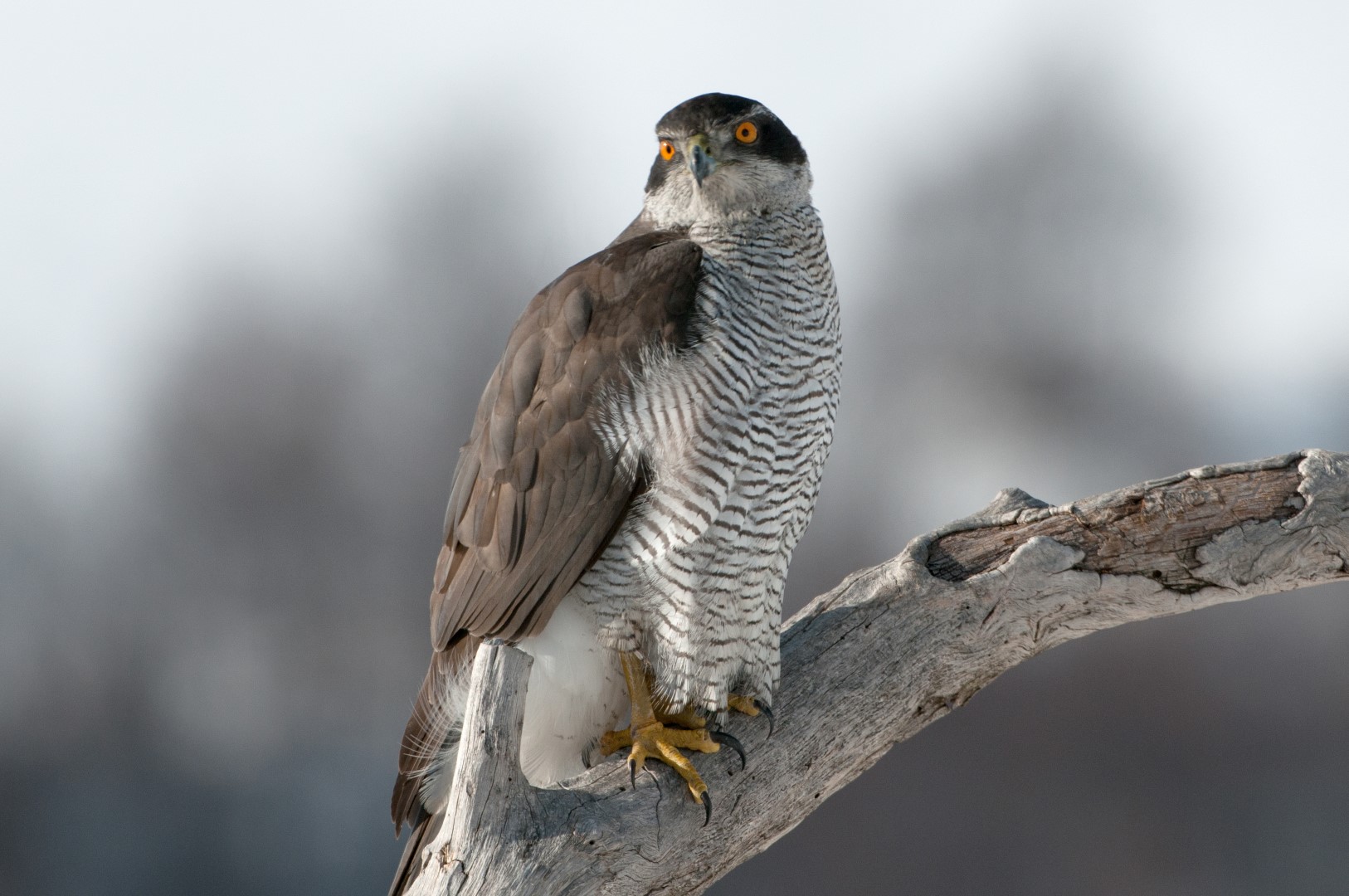 Habicht (Accipiter gentilis)