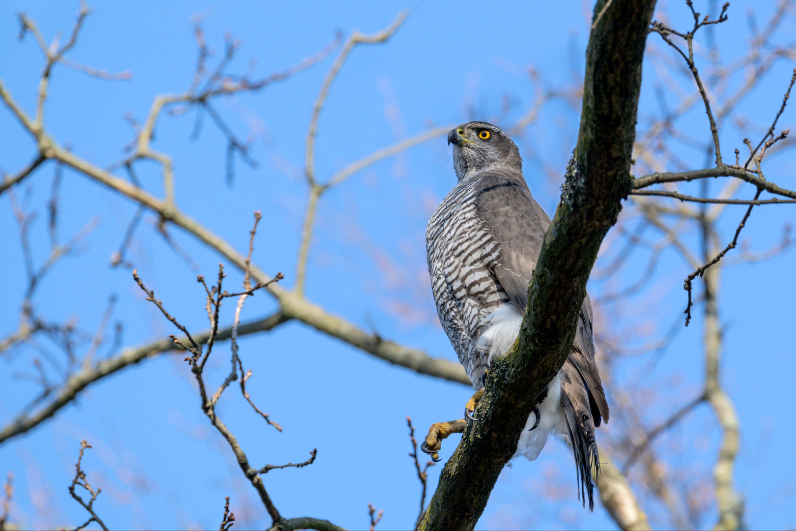 Habicht (Accipiter gentilis)