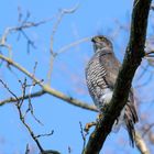 Habicht (Accipiter gentilis)