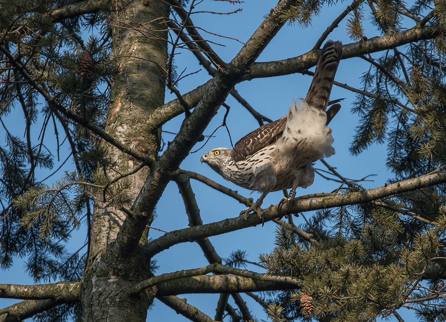 Habicht (Accipiter gentilis)