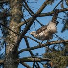 Habicht (Accipiter gentilis)