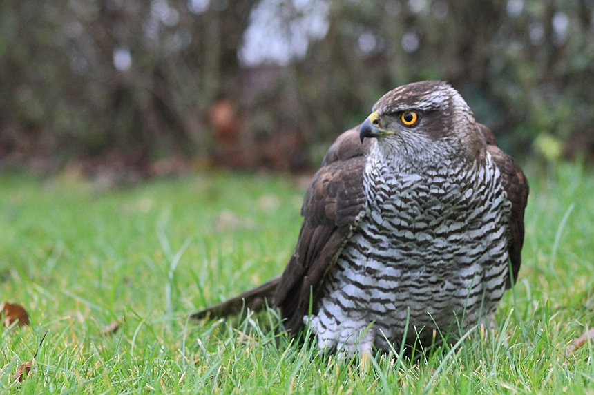 Habicht (Accipiter gentilis)