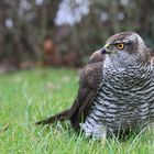 Habicht (Accipiter gentilis)